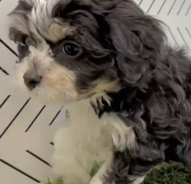 Cavachon Puppies For Sale - Simply Southern Pups
